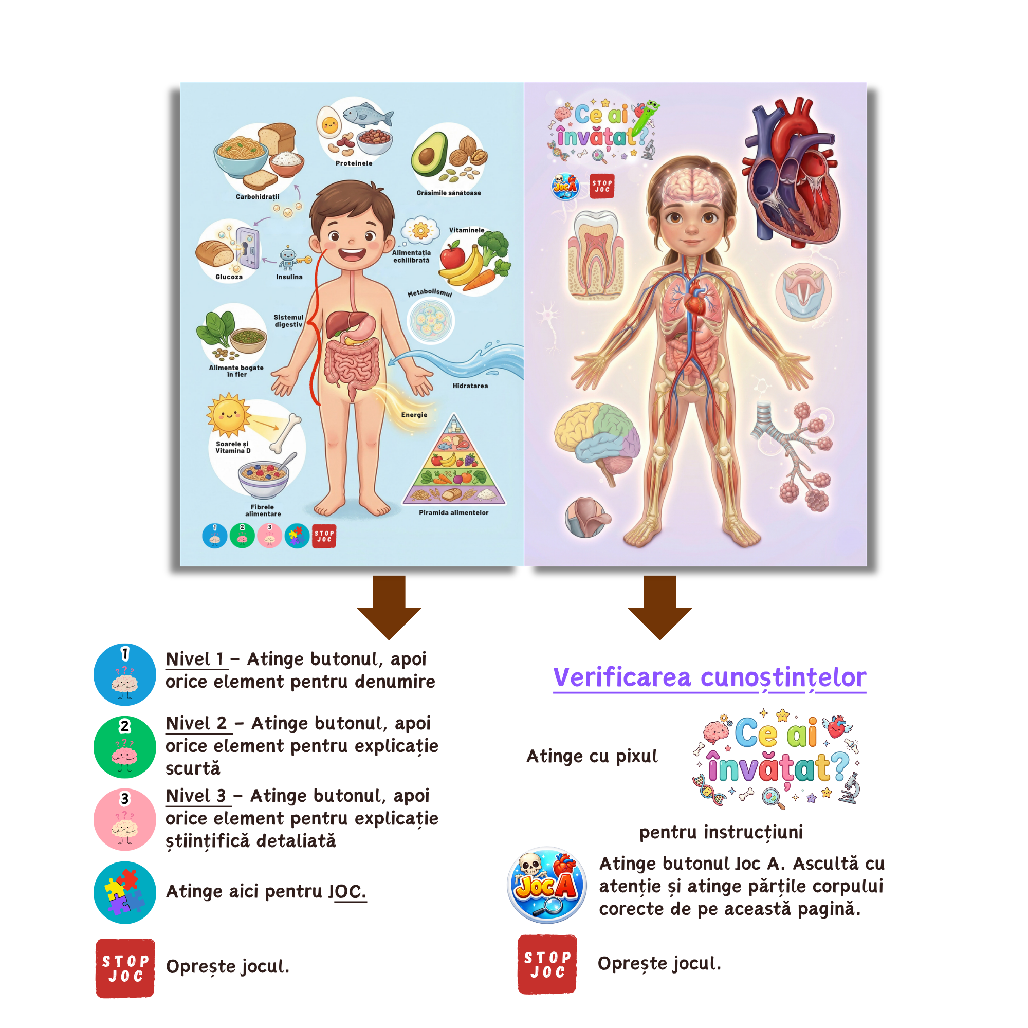 Corpul Uman pe Înțelesul Tău