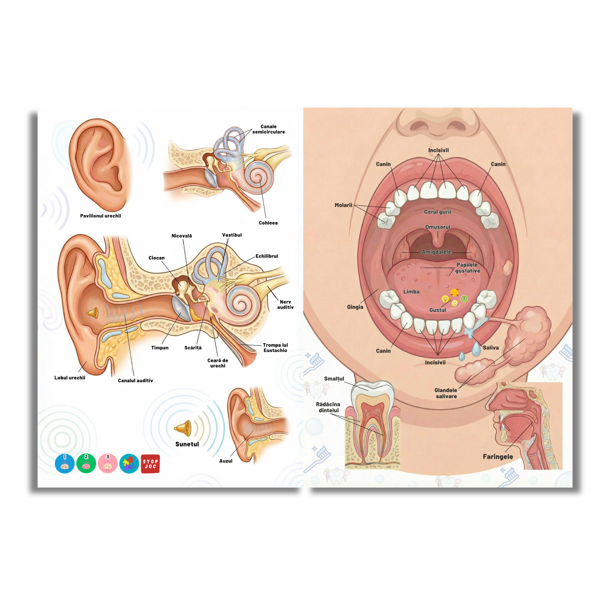 Corpul Uman pe Înțelesul Tău
