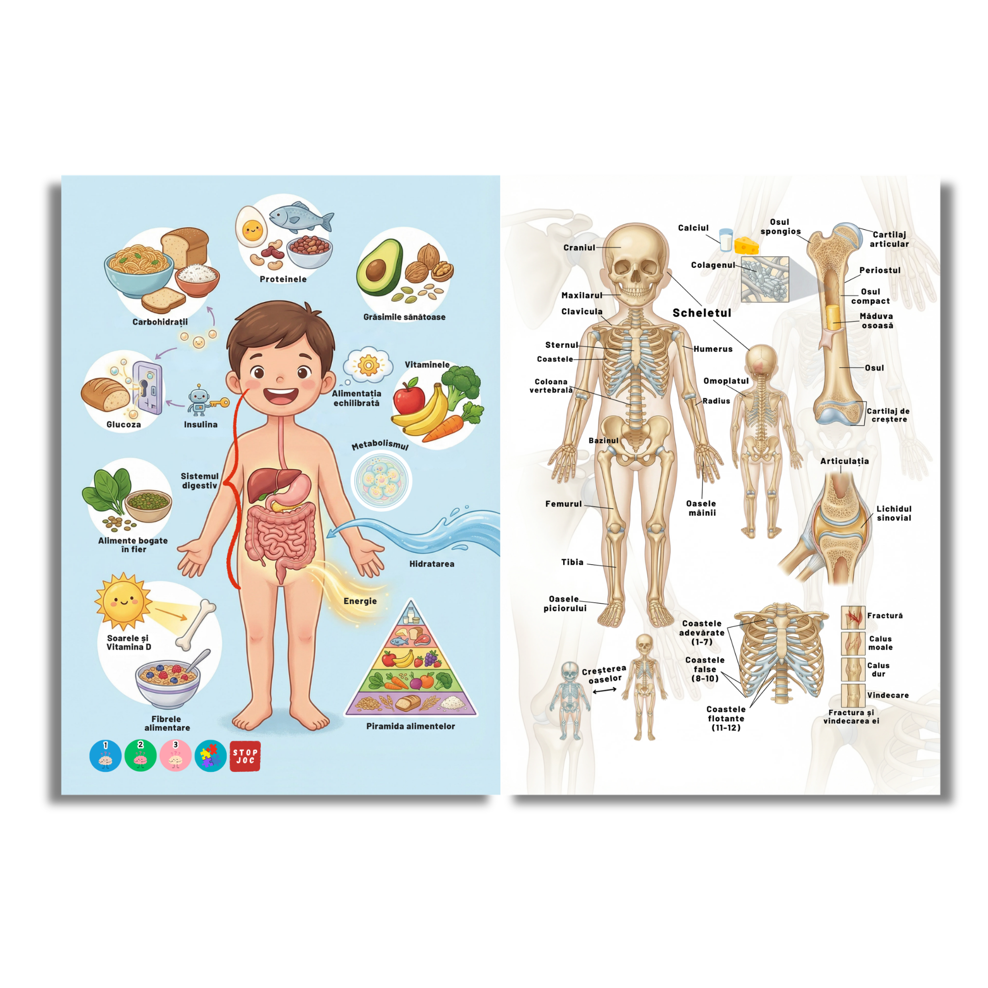 Corpul Uman pe Înțelesul Tău